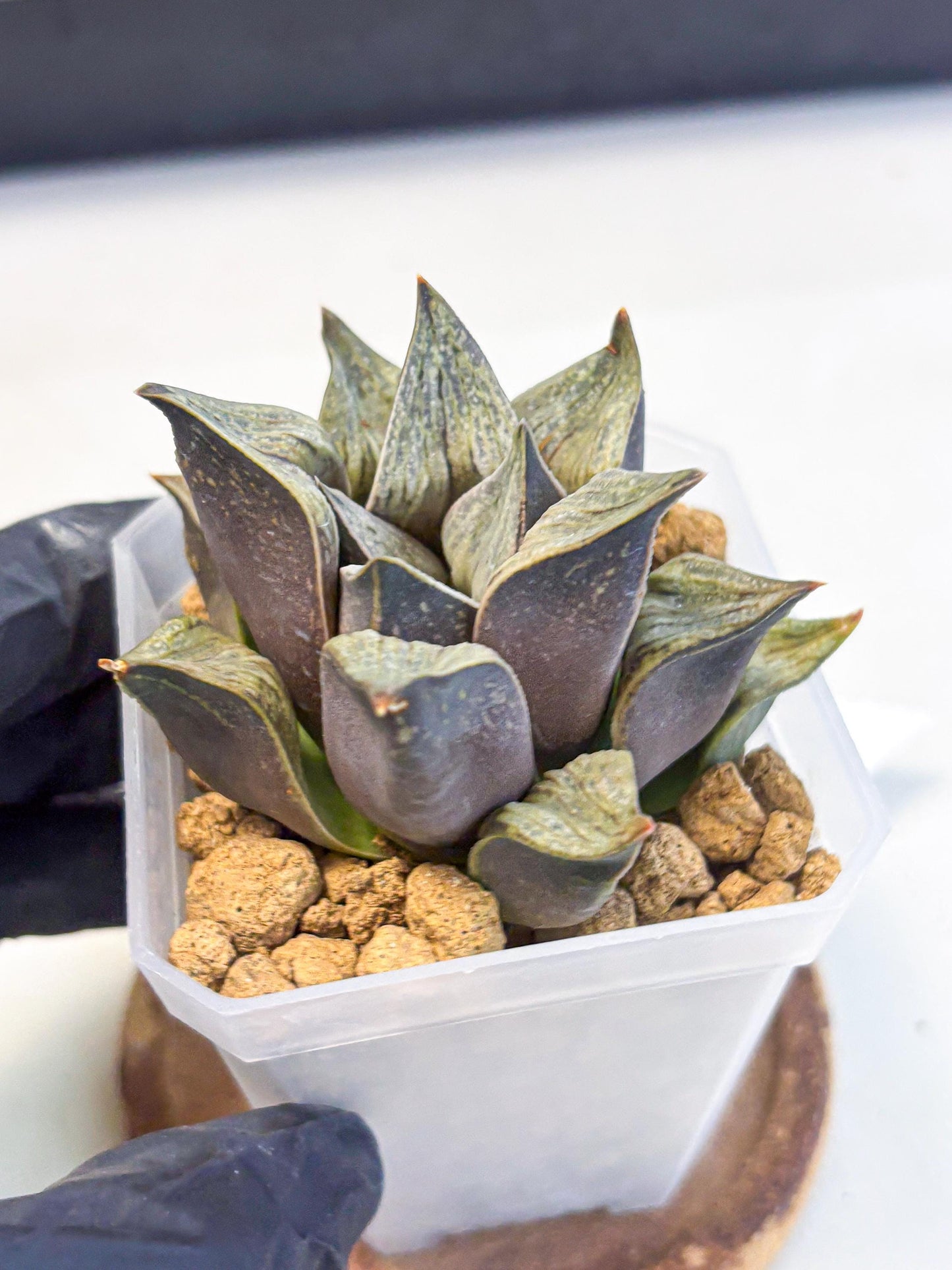 Haworthia Stabilo (wa4) (p5) | Rare Succulent