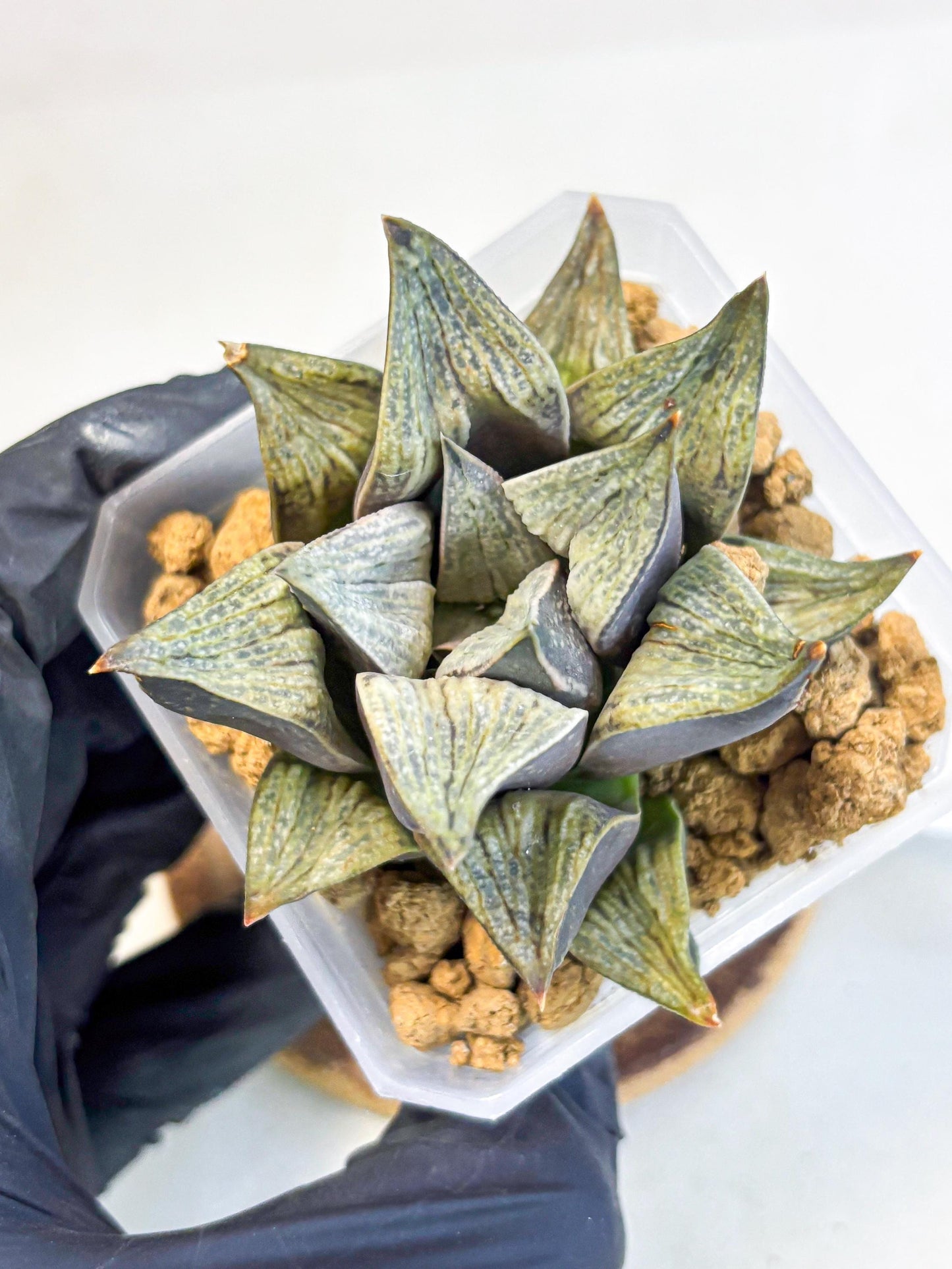 Haworthia Stabilo (wa4) (p5) | Rare Succulent
