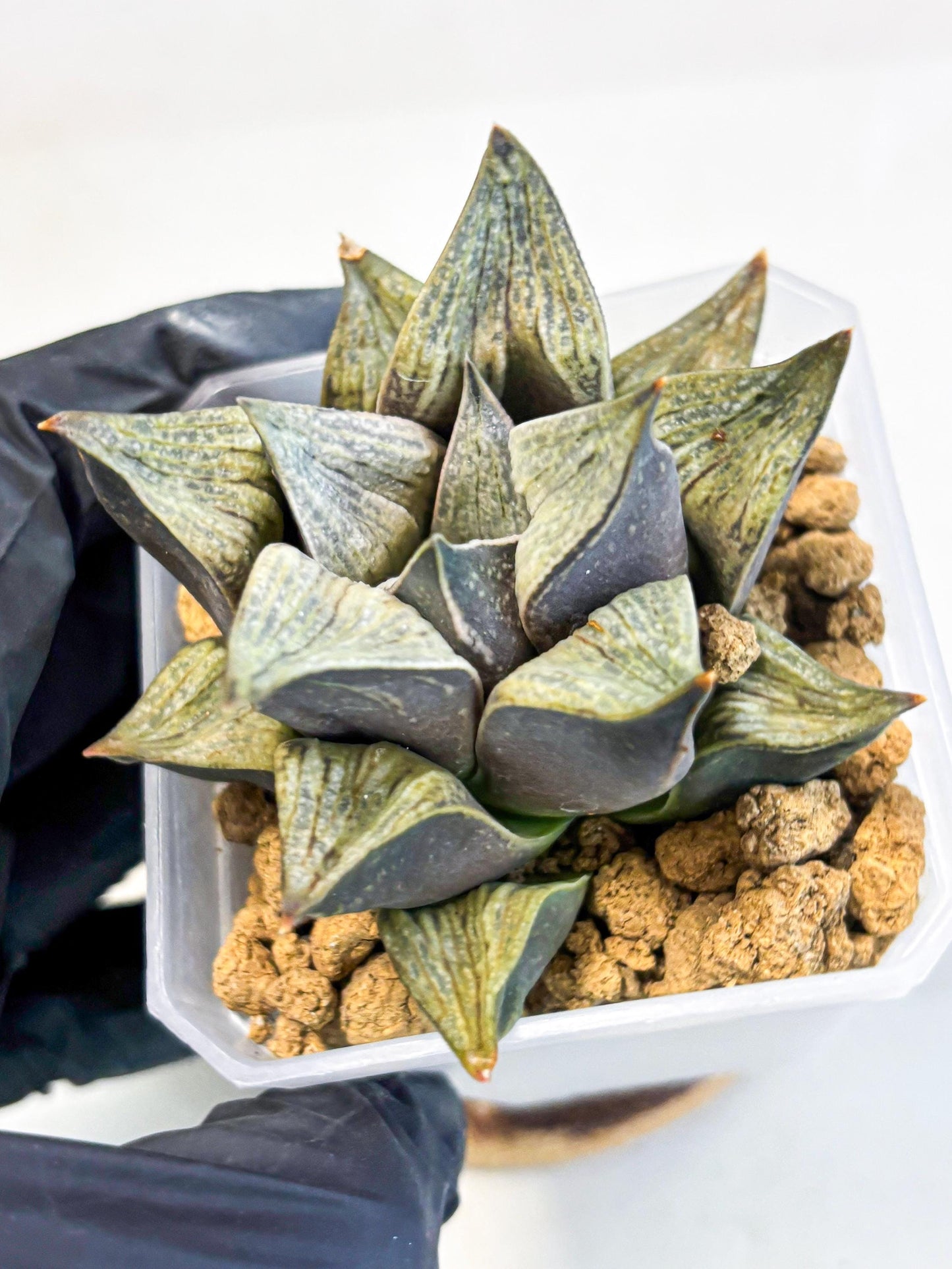 Haworthia Stabilo (wa4) (p5) | Rare Succulent