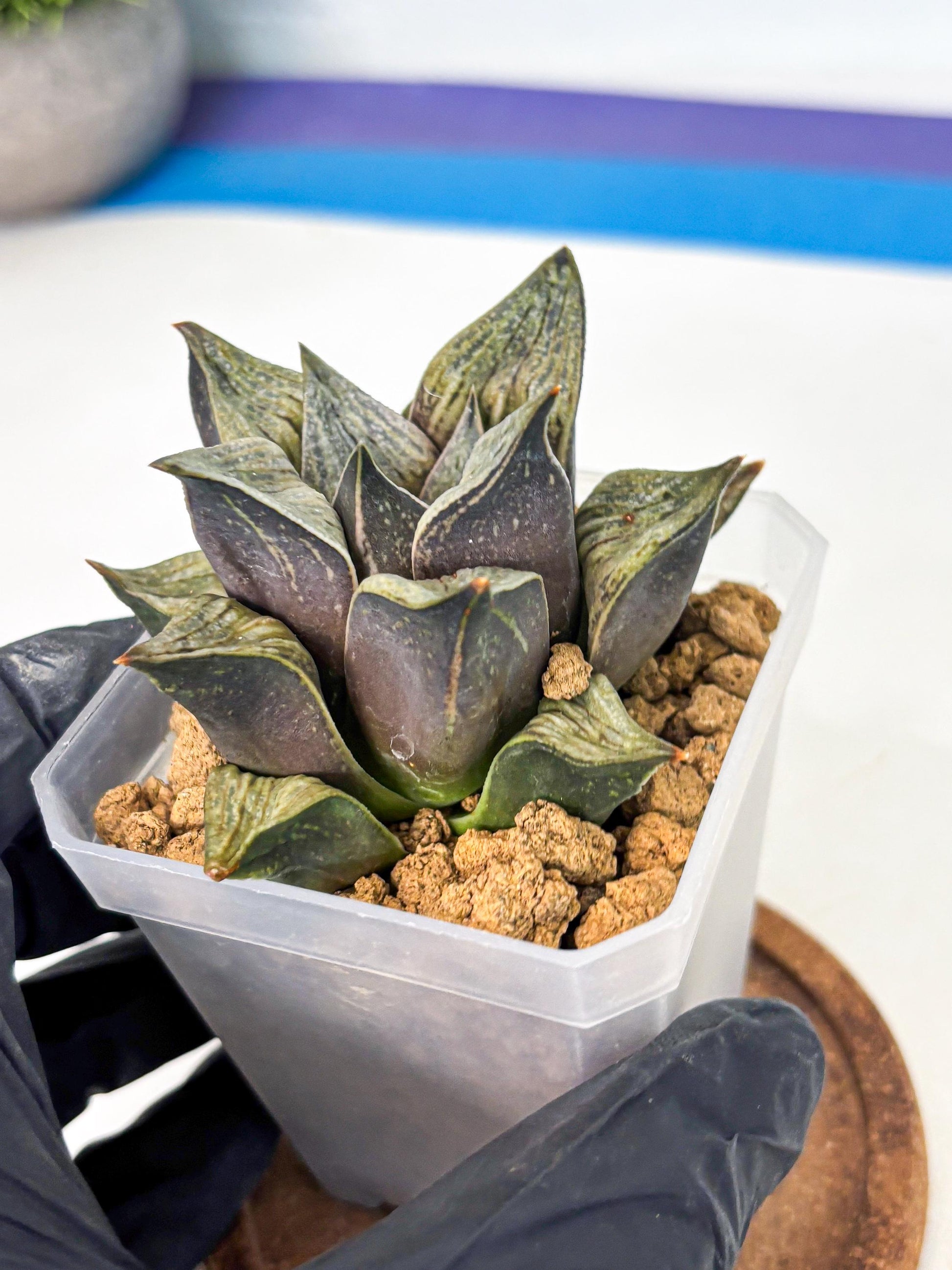 Haworthia Stabilo (wa4) (p5) | Rare Succulent