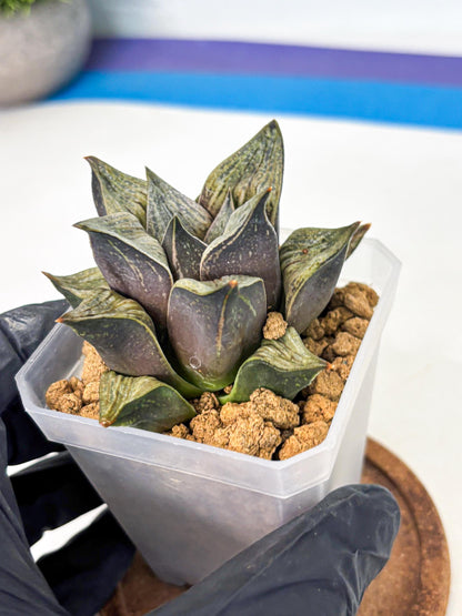 Haworthia Stabilo (wa4) (p5) | Rare Succulent