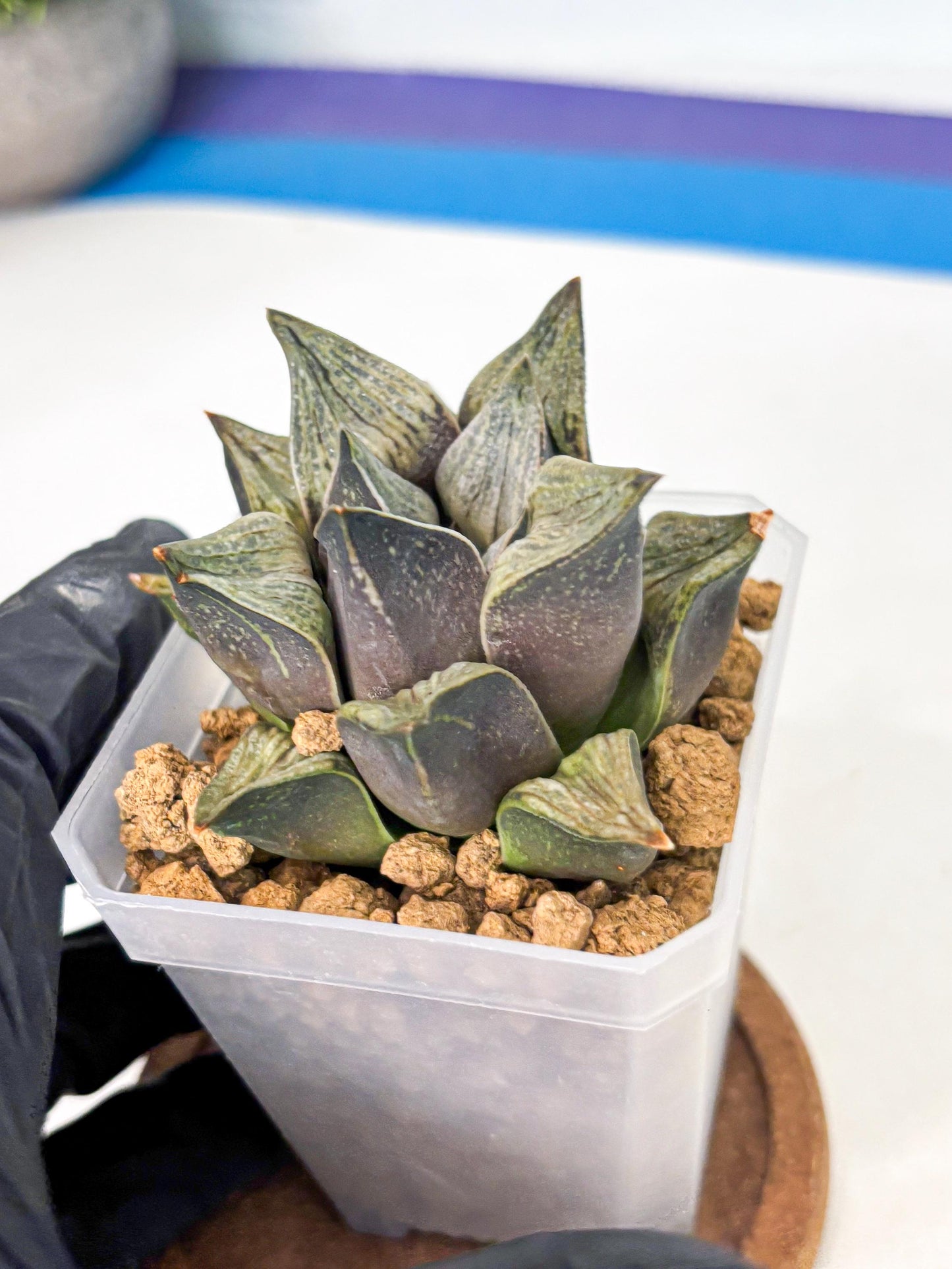 Haworthia Stabilo (wa4) (p5) | Rare Succulent