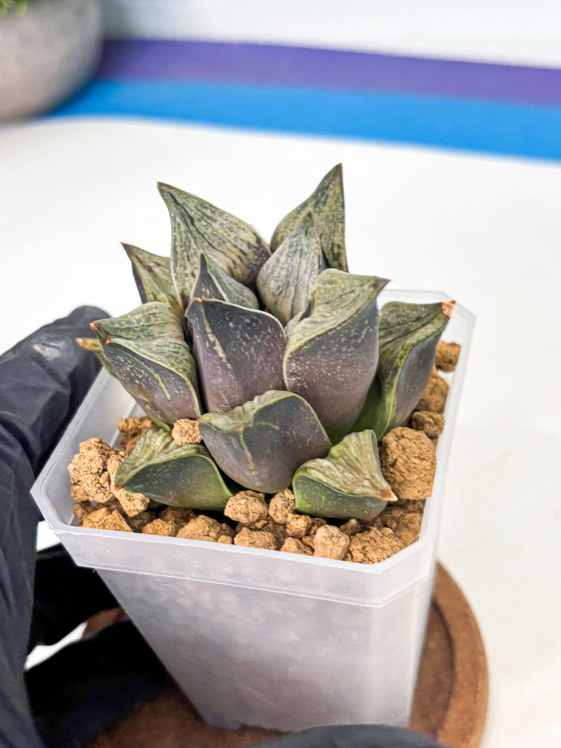 Haworthia Stabilo (wa4) (p5) | Rare Succulent