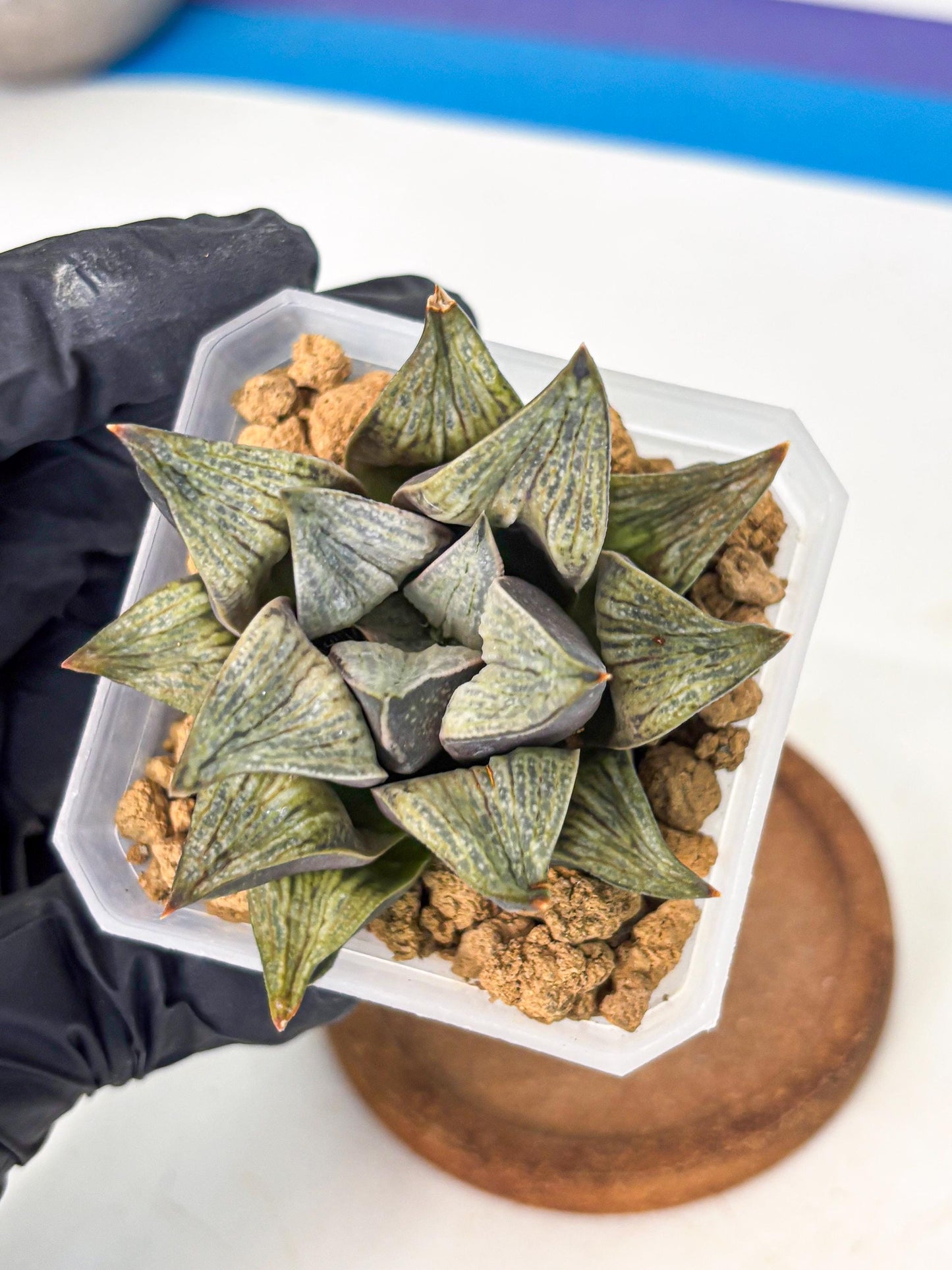 Haworthia Stabilo (wa4) (p5) | Rare Succulent