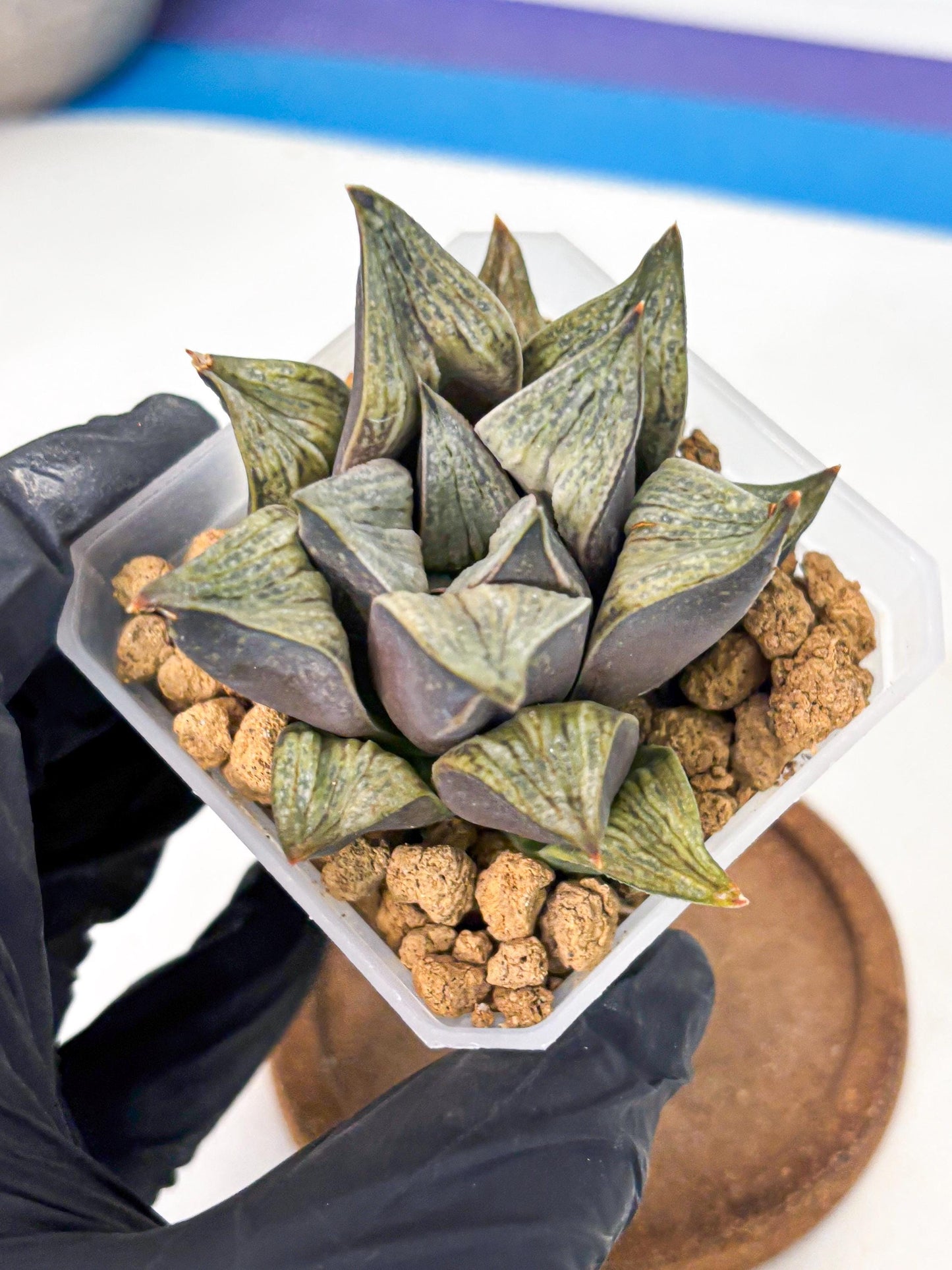 Haworthia Stabilo (wa4) (p5) | Rare Succulent