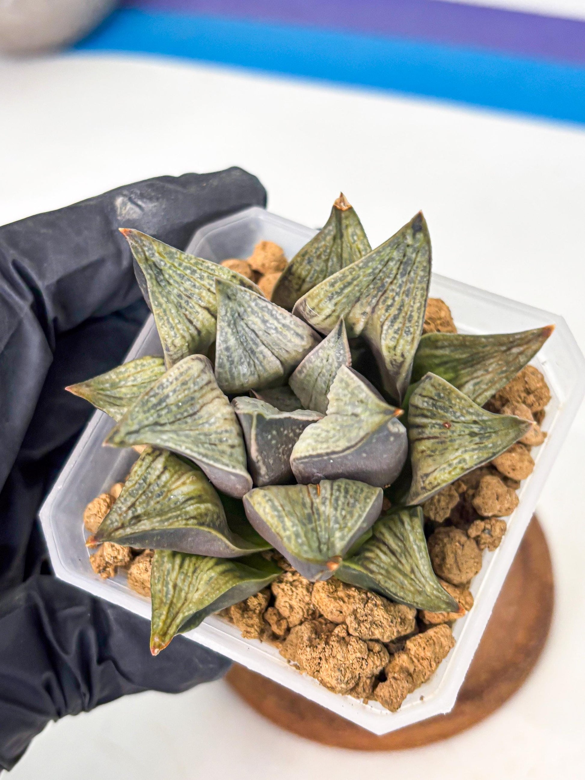 Haworthia Stabilo (wa4) (p5) | Rare Succulent