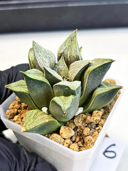 Haworthia Stabilo (wa4) (p6) | Rare Succulent