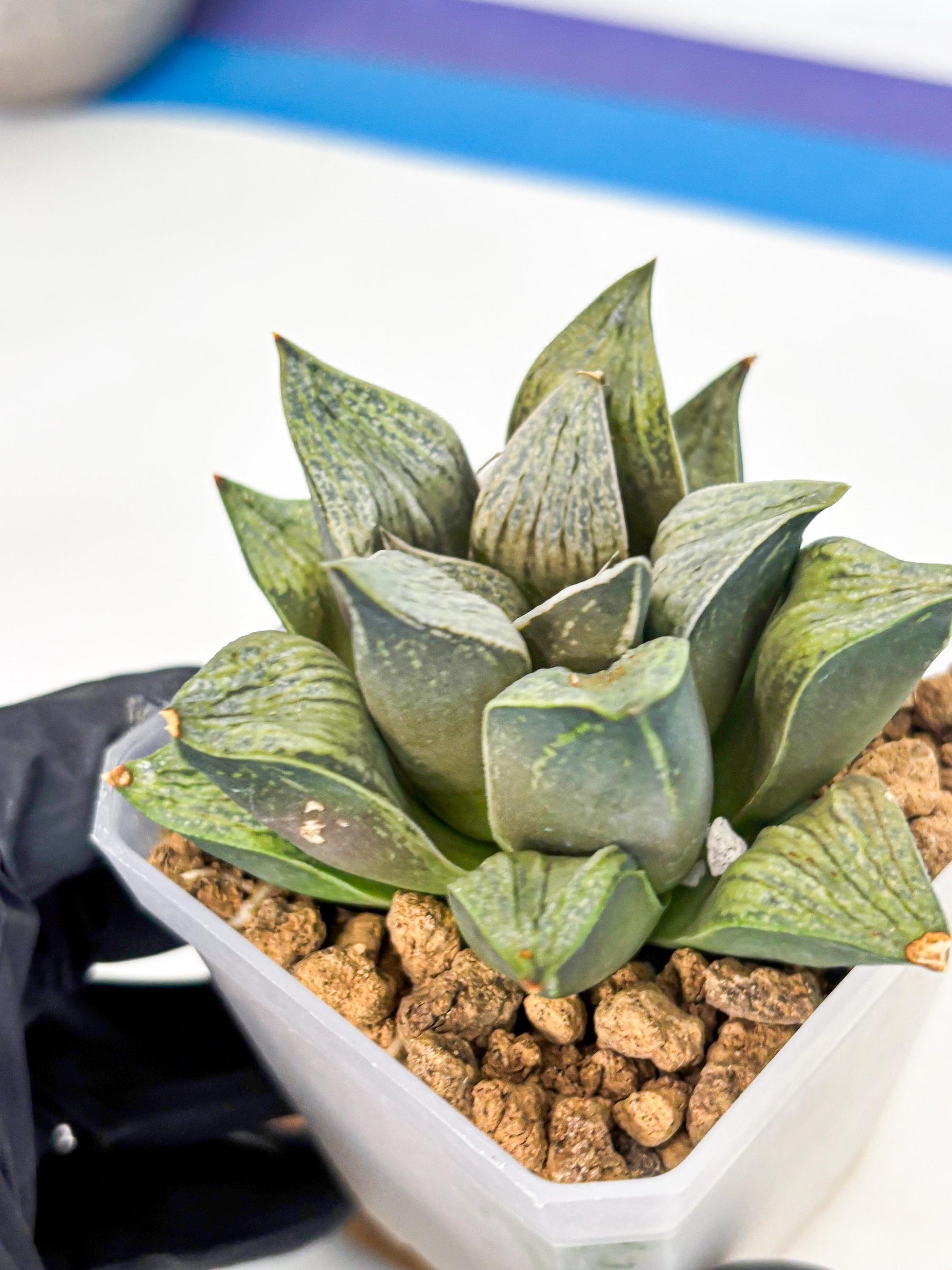 Haworthia Stabilo (wa4) (p6) | Rare Succulent