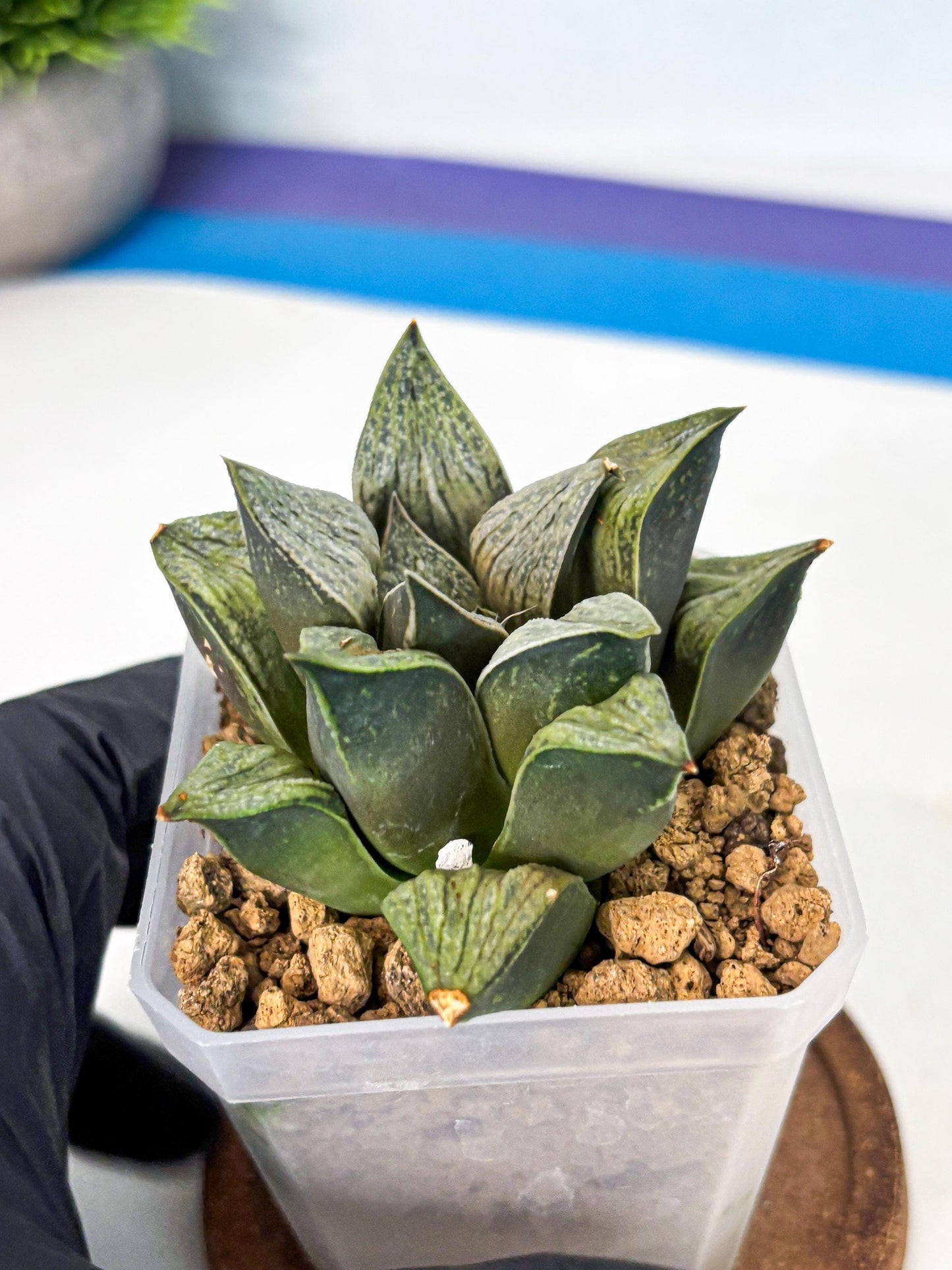 Haworthia Stabilo (wa4) (p6) | Rare Succulent