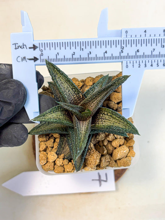 Haworthia Kintakyo (wa4) (p7) | Rare Succulent