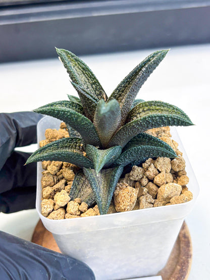 Haworthia Kintakyo (wa4) (p7) | Rare Succulent