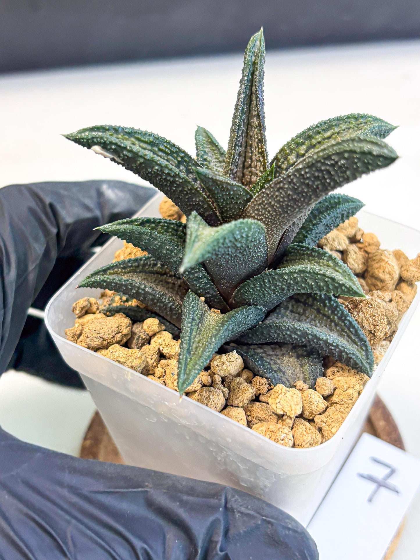 Haworthia Kintakyo (wa4) (p7) | Rare Succulent