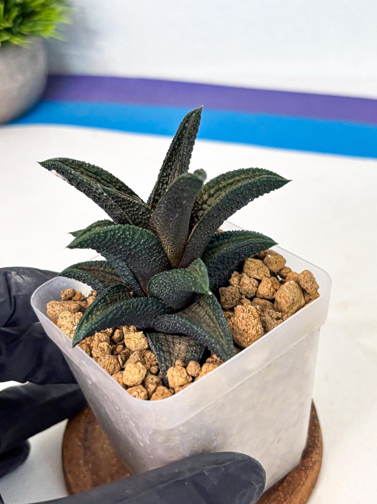 Haworthia Kintakyo (wa4) (p7) | Rare Succulent