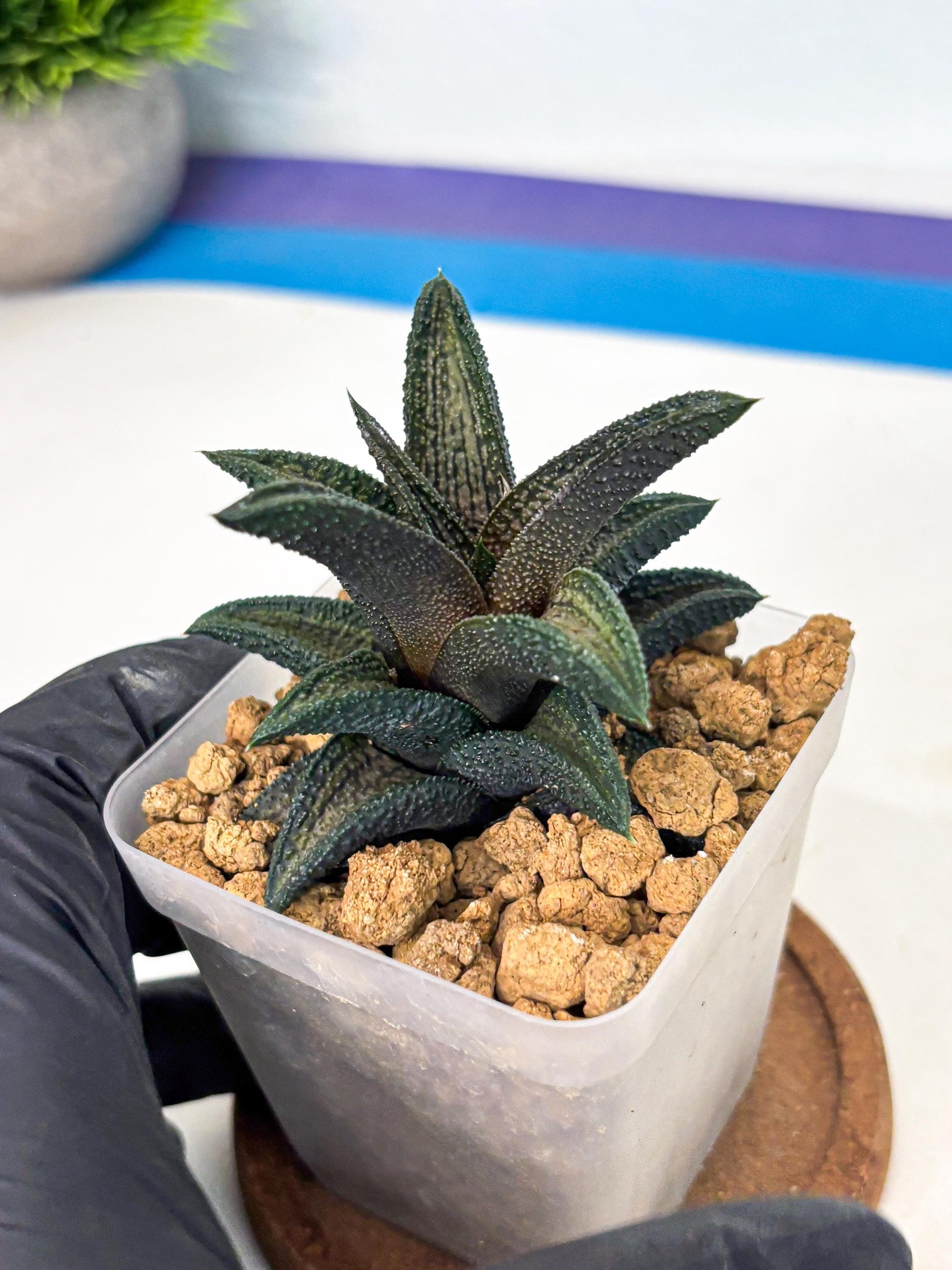Haworthia Kintakyo (wa4) (p7) | Rare Succulent