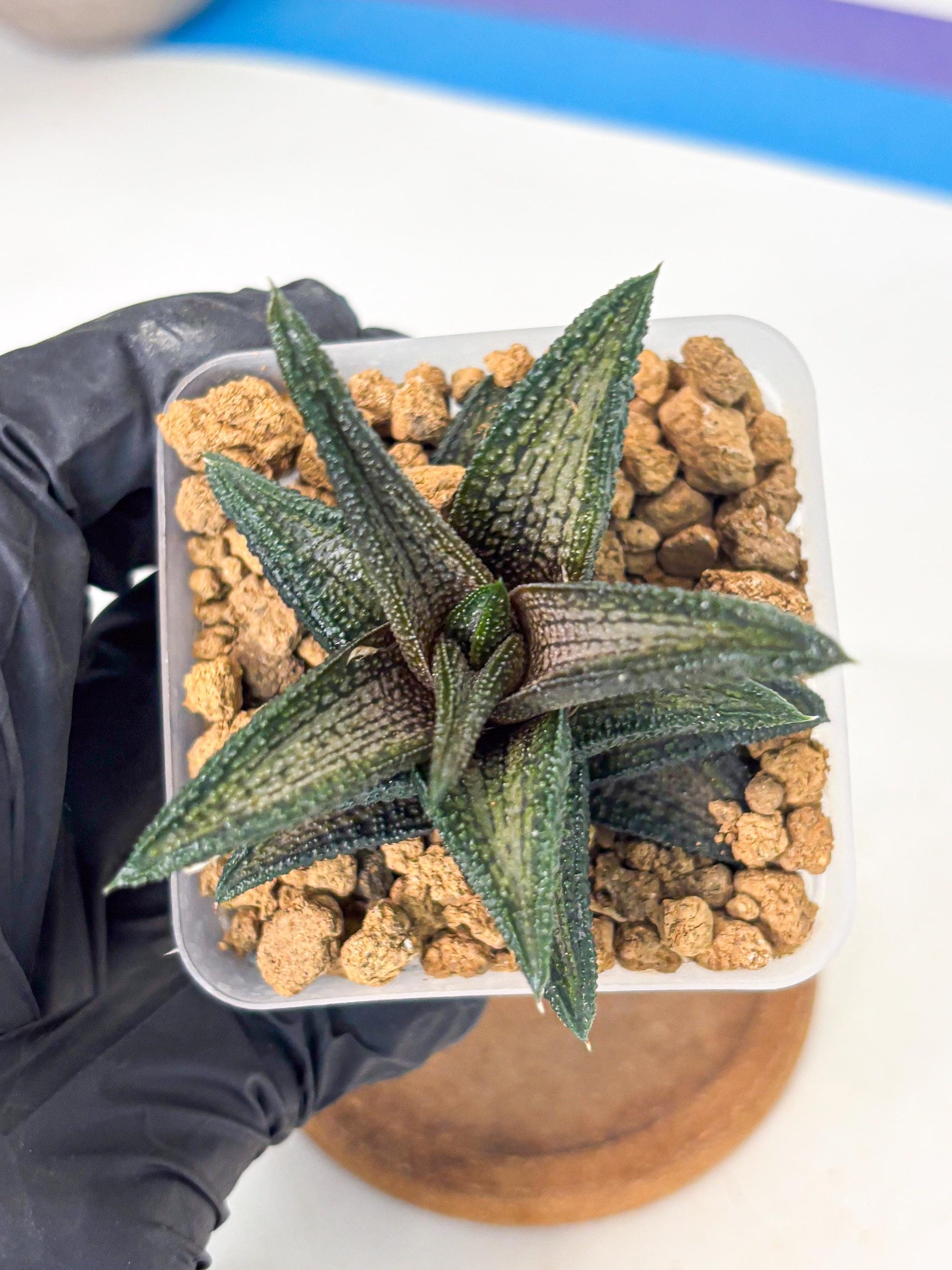 Haworthia Kintakyo (wa4) (p7) | Rare Succulent