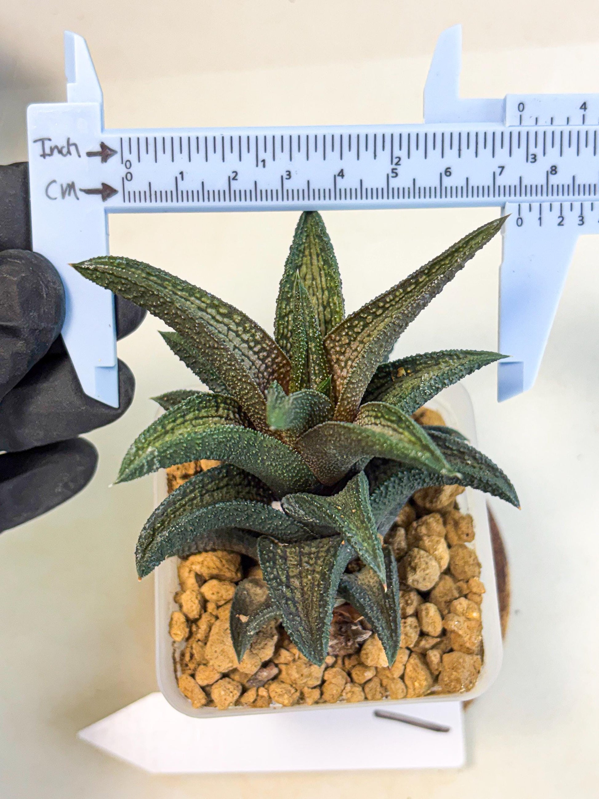 Haworthia Kintakyo (wa4) (r1) | Rare Succulent