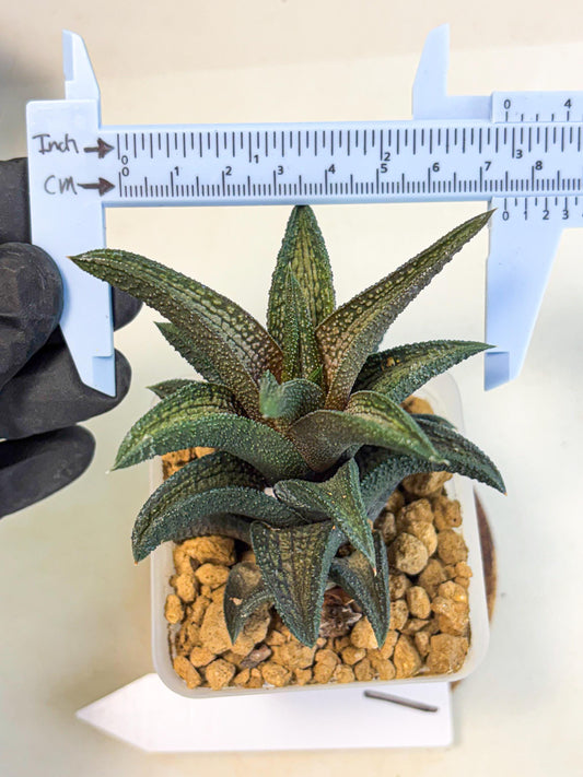 Haworthia Kintakyo (wa4) (r1) | Rare Succulent