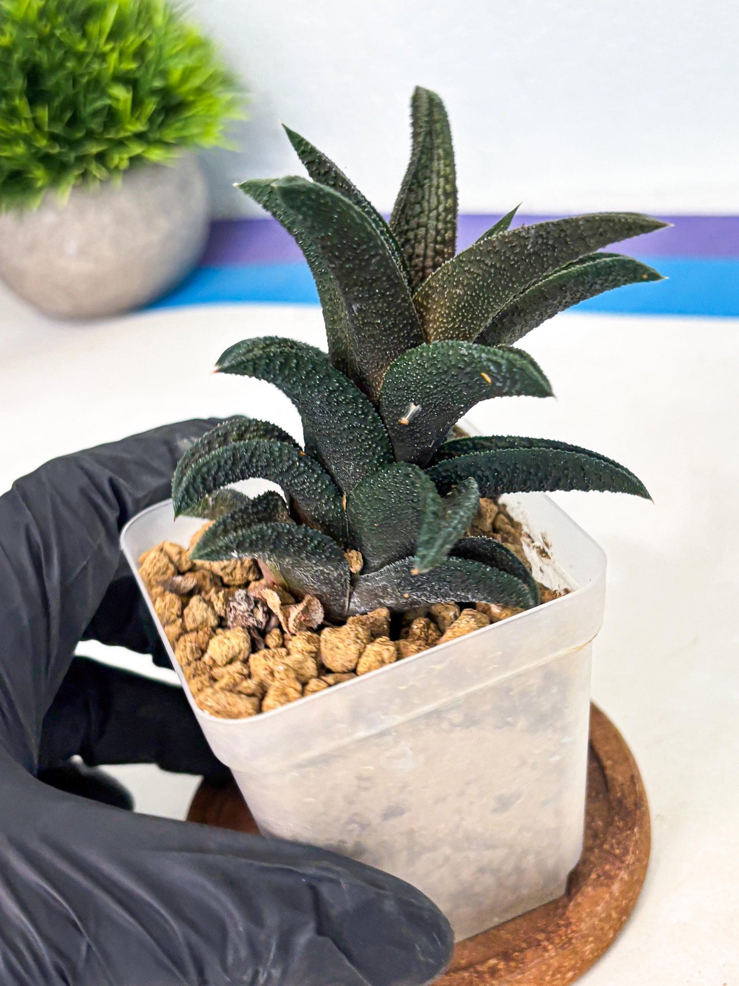 Haworthia Kintakyo (wa4) (r1) | Rare Succulent