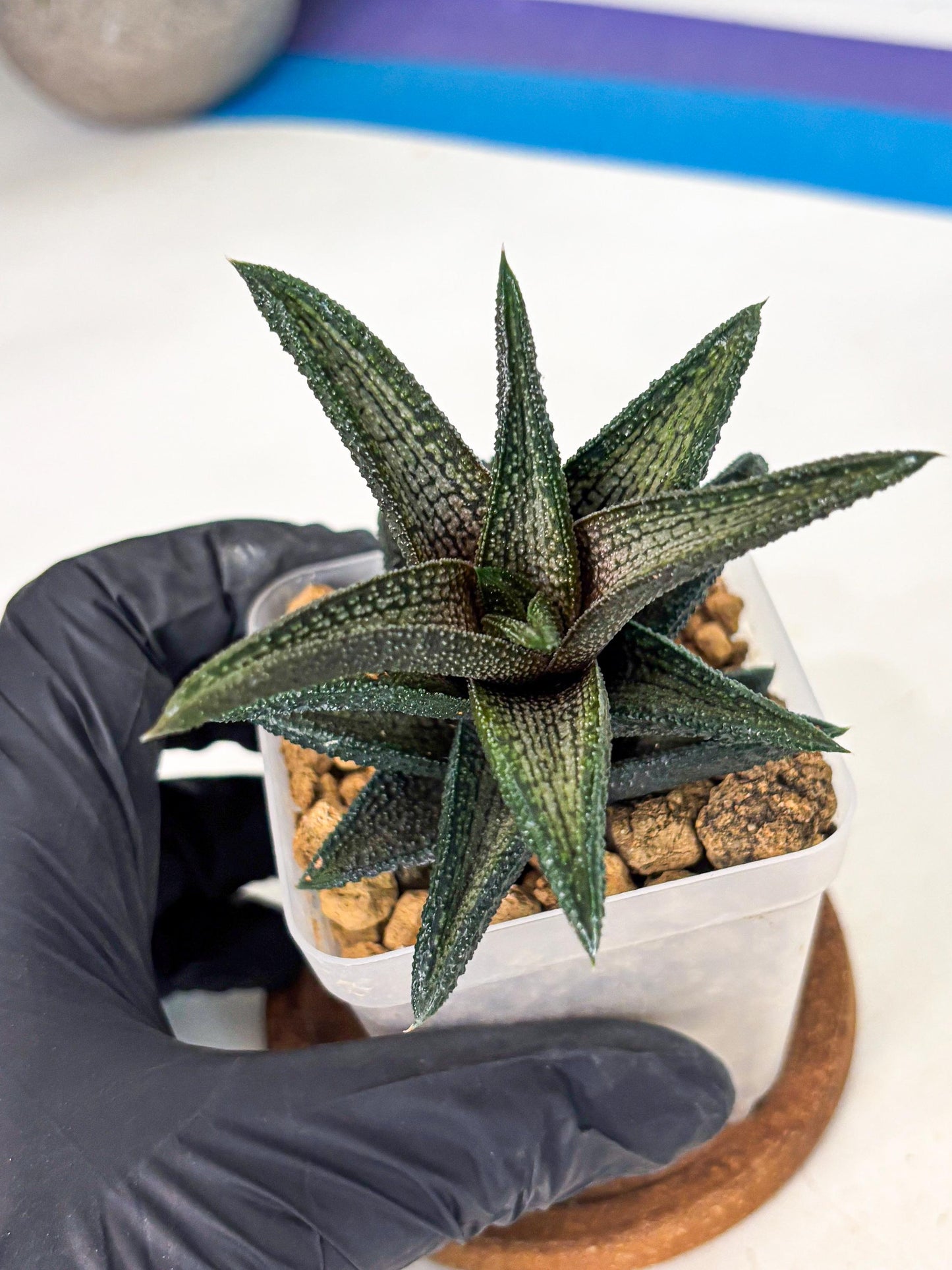 Haworthia Kintakyo (wa4) (r1) | Rare Succulent