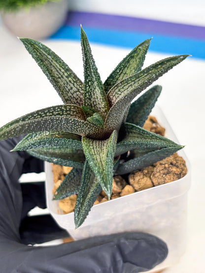 Haworthia Kintakyo (wa4) (r1) | Rare Succulent