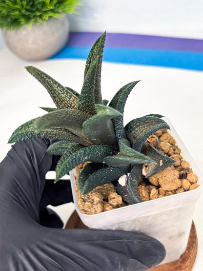 Haworthia Kintakyo (wa4) (r1) | Rare Succulent