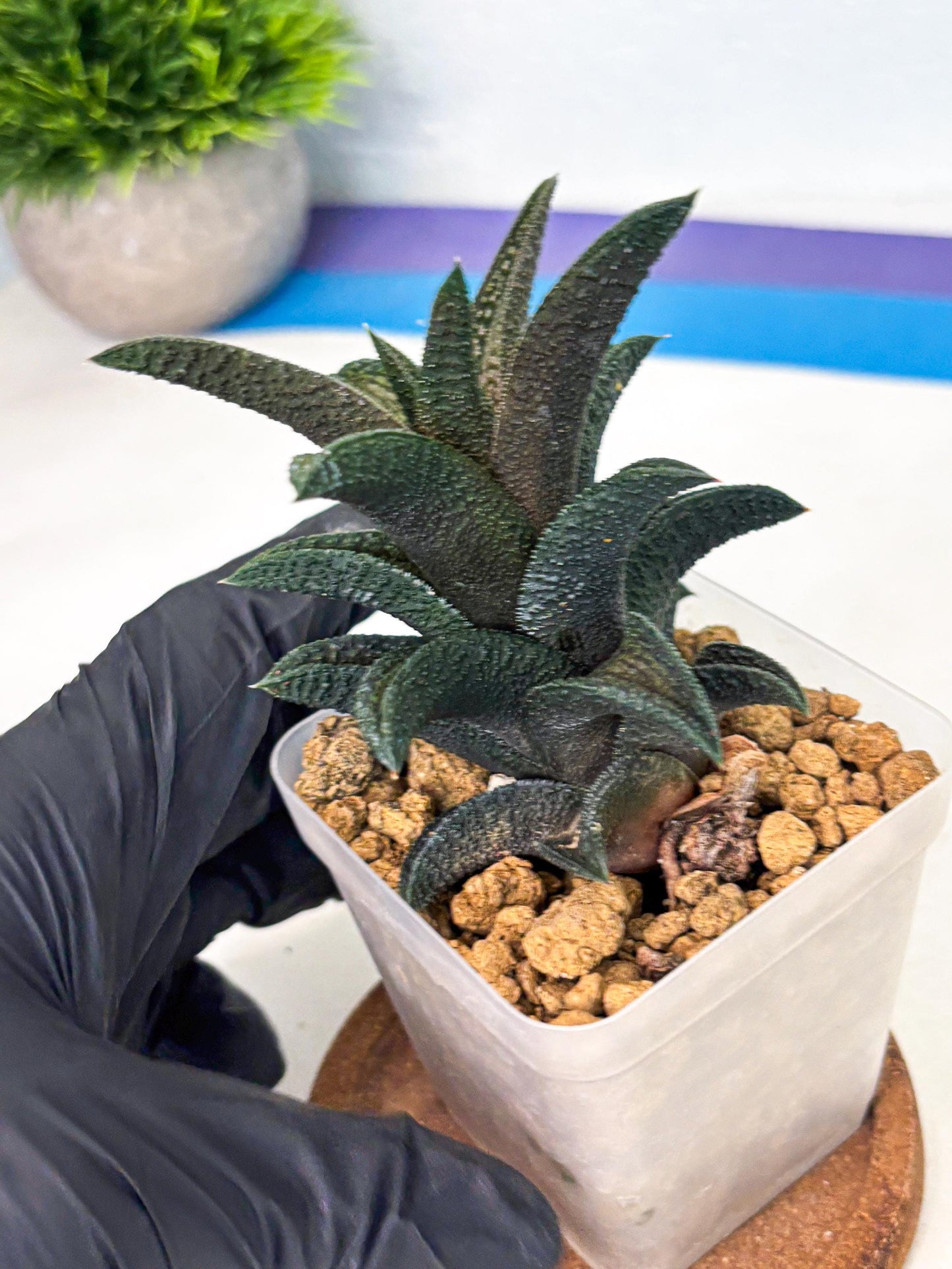 Haworthia Kintakyo (wa4) (r1) | Rare Succulent