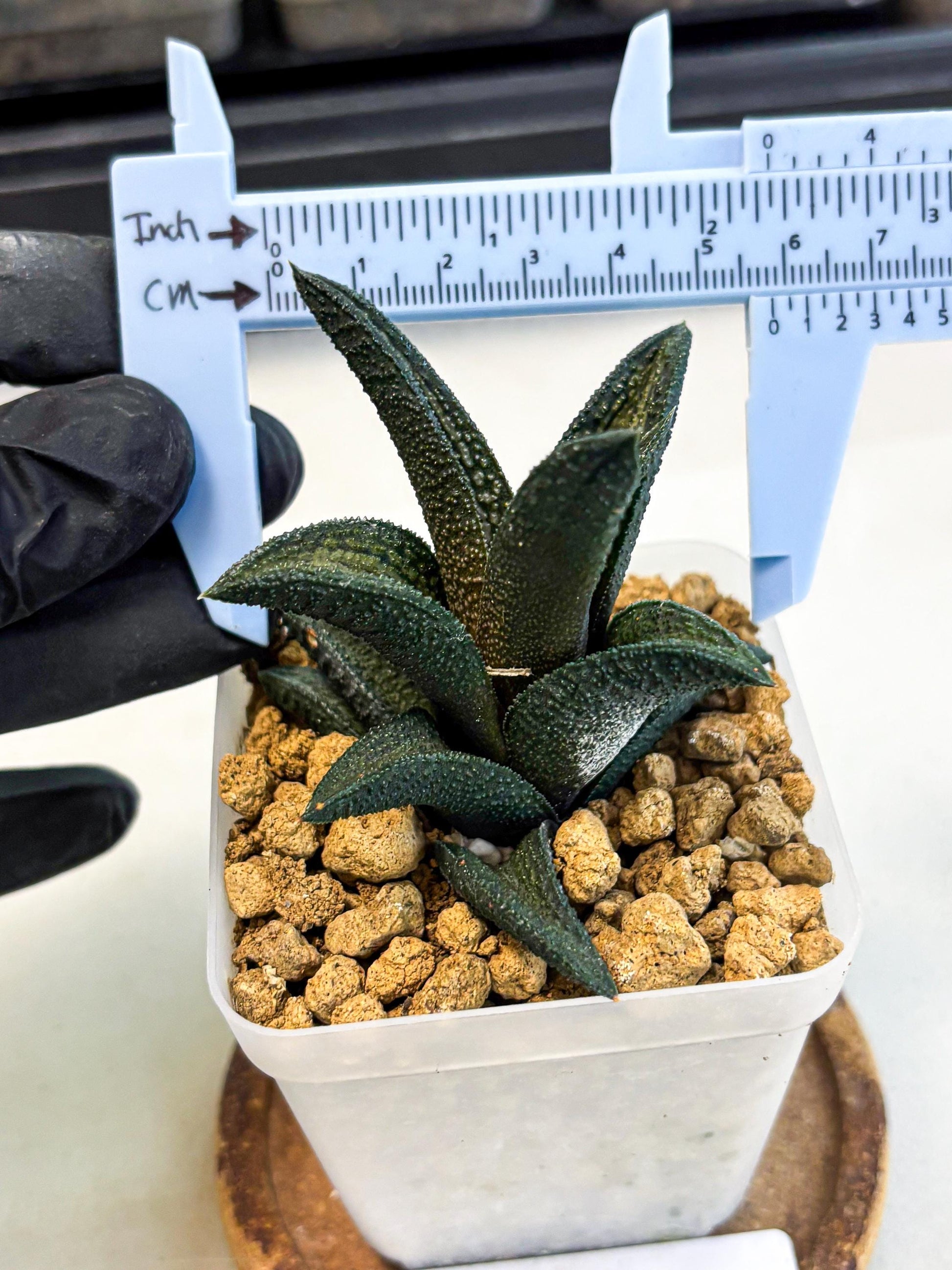 Haworthia Kintakyo (wa4) (r2) | Rare Succulent