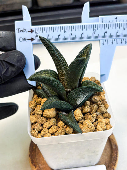 Haworthia Kintakyo (wa4) (r2) | Rare Succulent