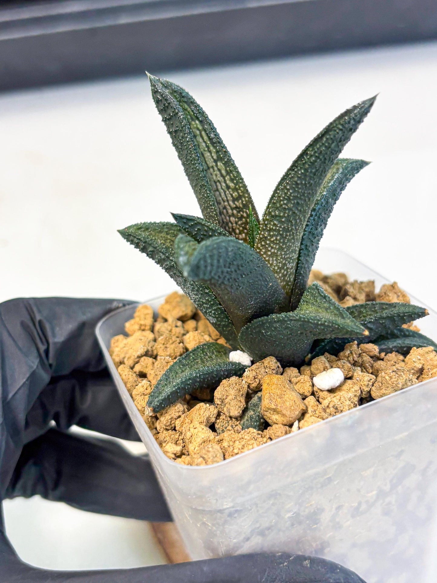 Haworthia Kintakyo (wa4) (r2) | Rare Succulent