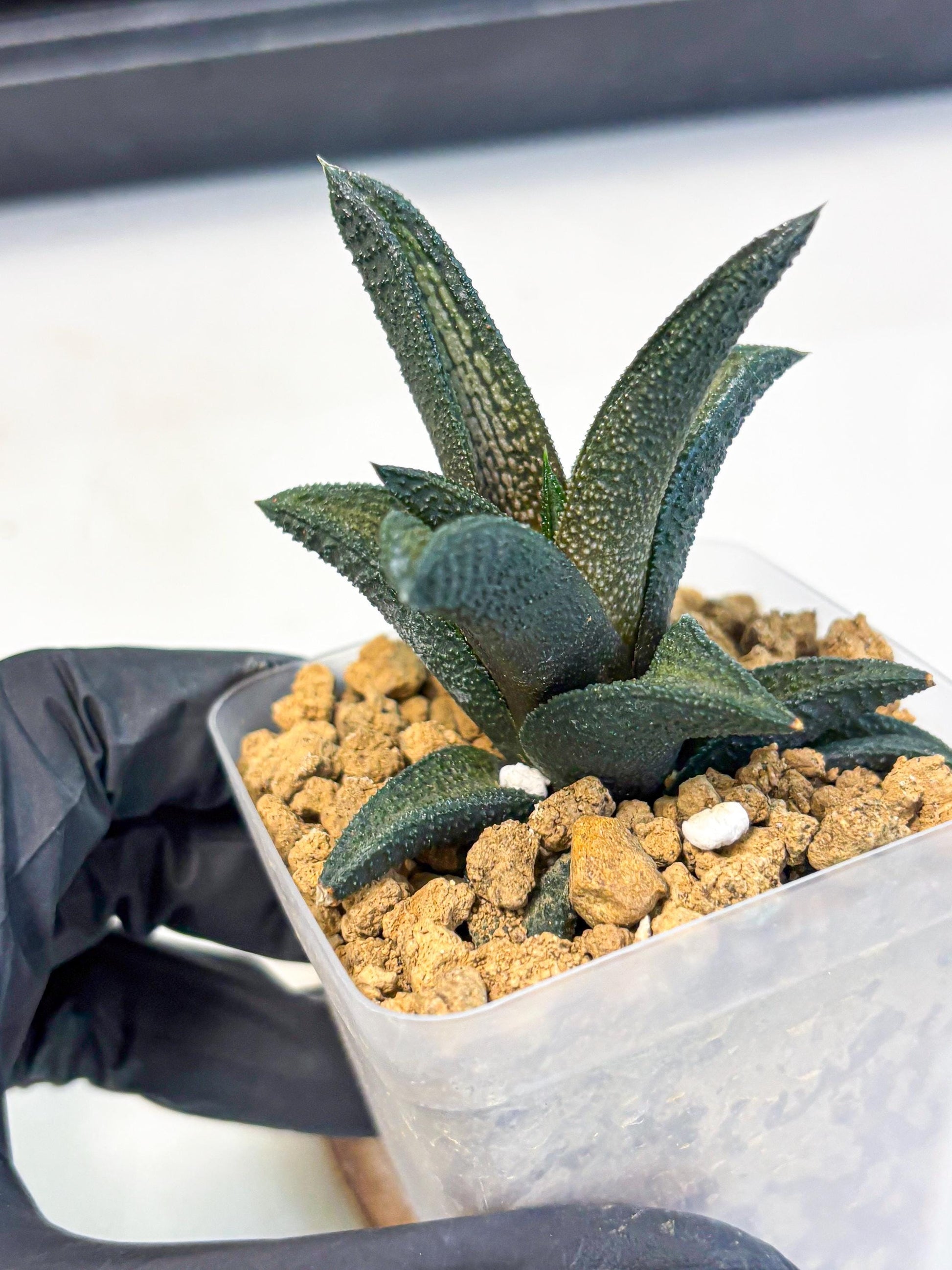 Haworthia Kintakyo (wa4) (r2) | Rare Succulent