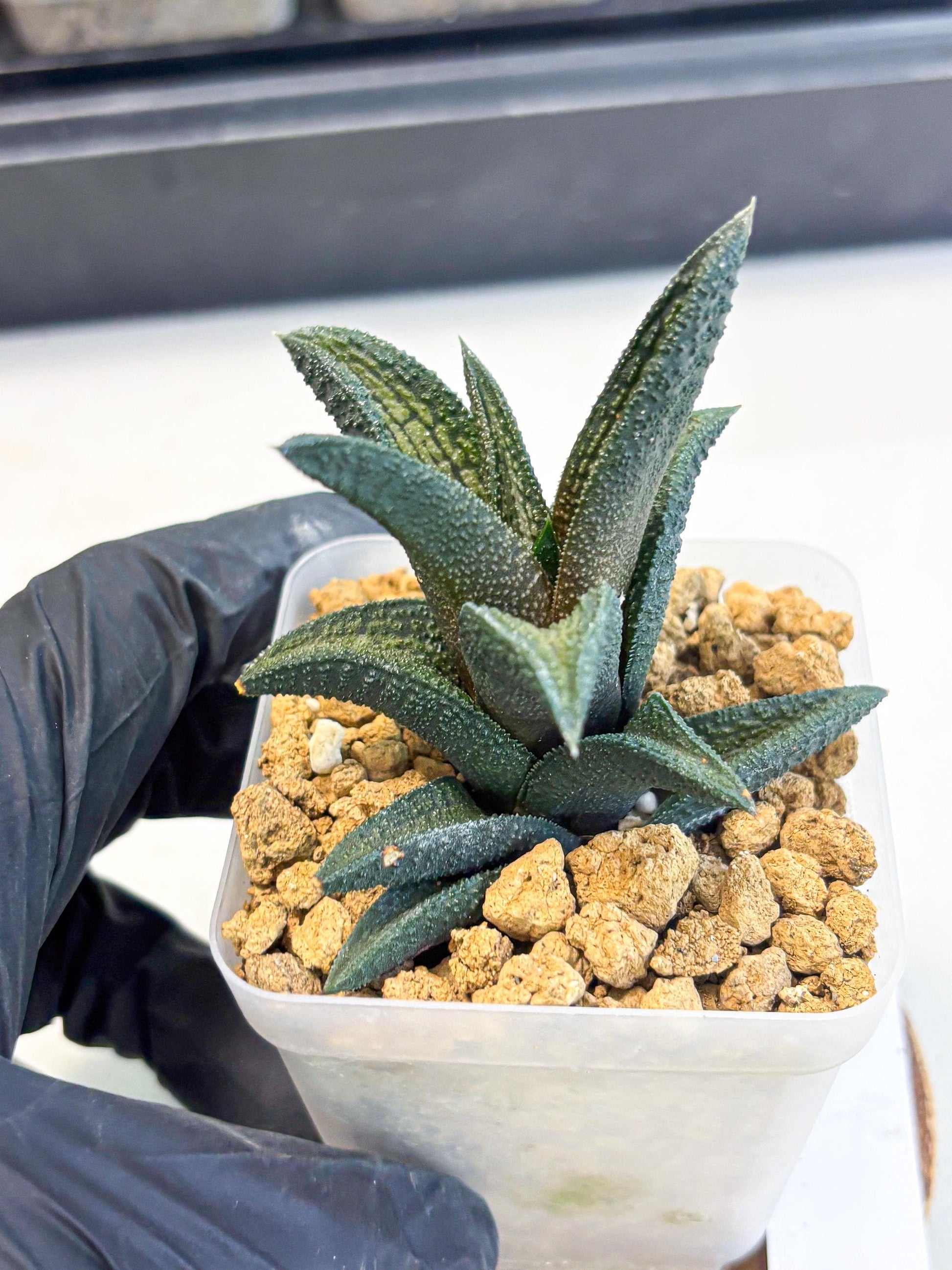 Haworthia Kintakyo (wa4) (r2) | Rare Succulent