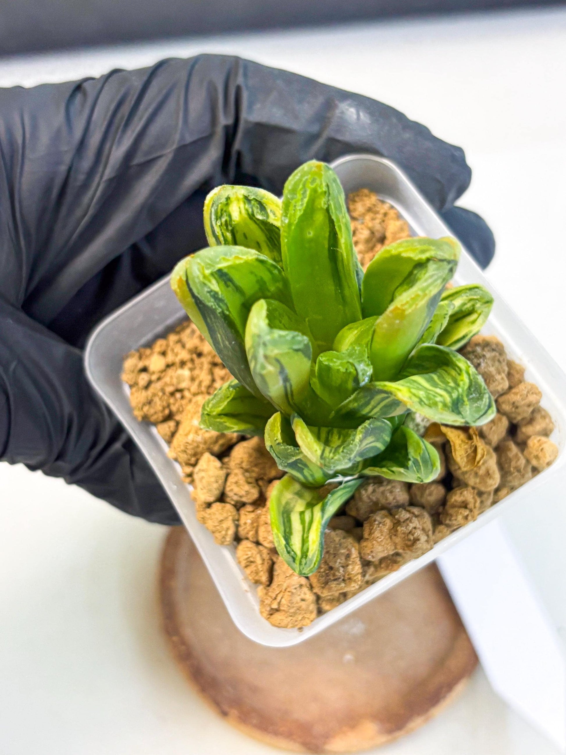 Haworthia Miho Var (wa4) (r3) | Rare Succulent
