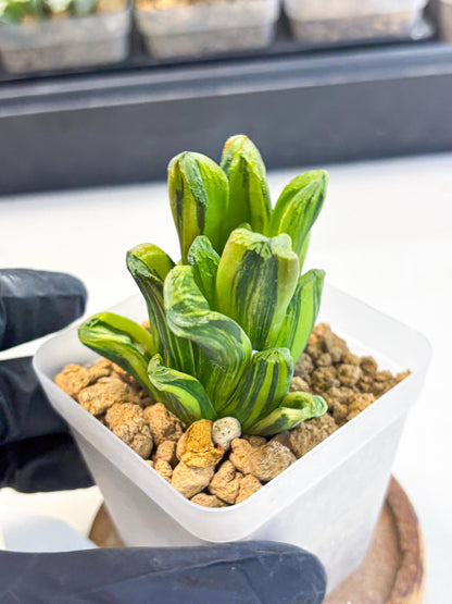 Haworthia Miho Var (wa4) (r3) | Rare Succulent
