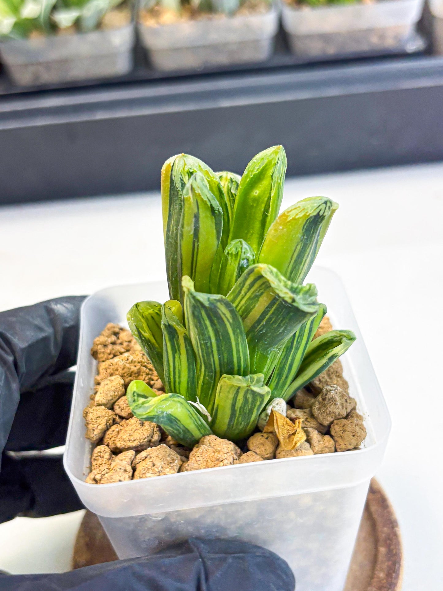 Haworthia Miho Var (wa4) (r3) | Rare Succulent