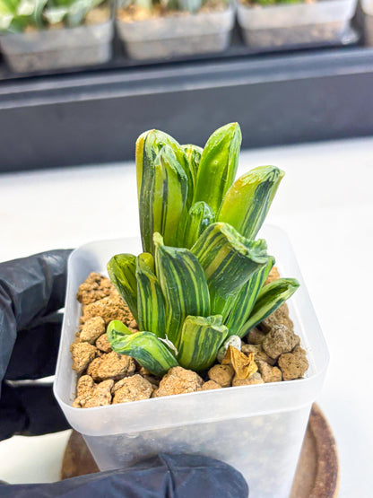 Haworthia Miho Var (wa4) (r3) | Rare Succulent