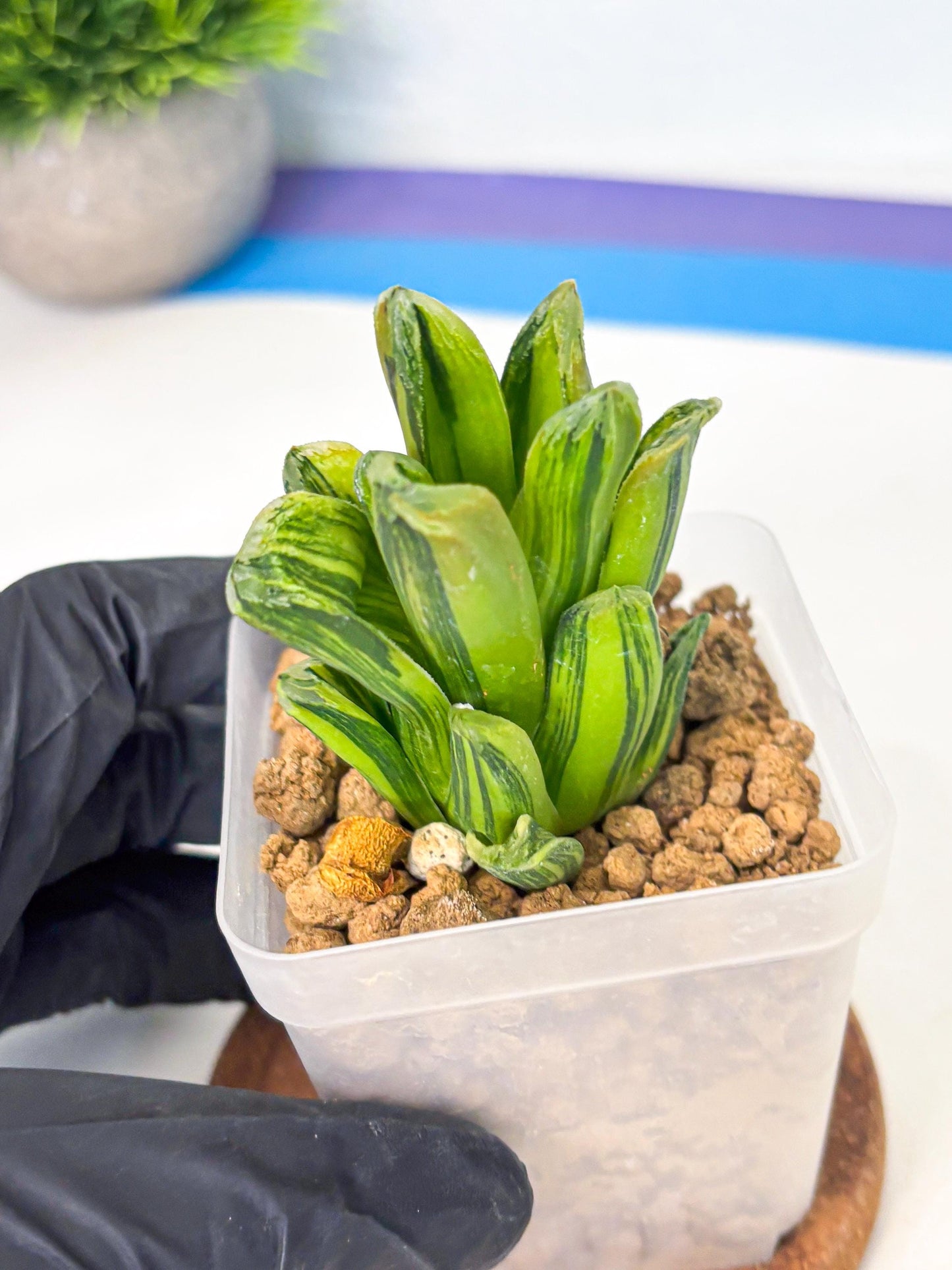 Haworthia Miho Var (wa4) (r3) | Rare Succulent