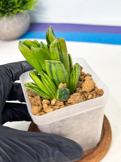Haworthia Miho Var (wa4) (r3) | Rare Succulent