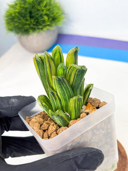 Haworthia Miho Var (wa4) (r3) | Rare Succulent