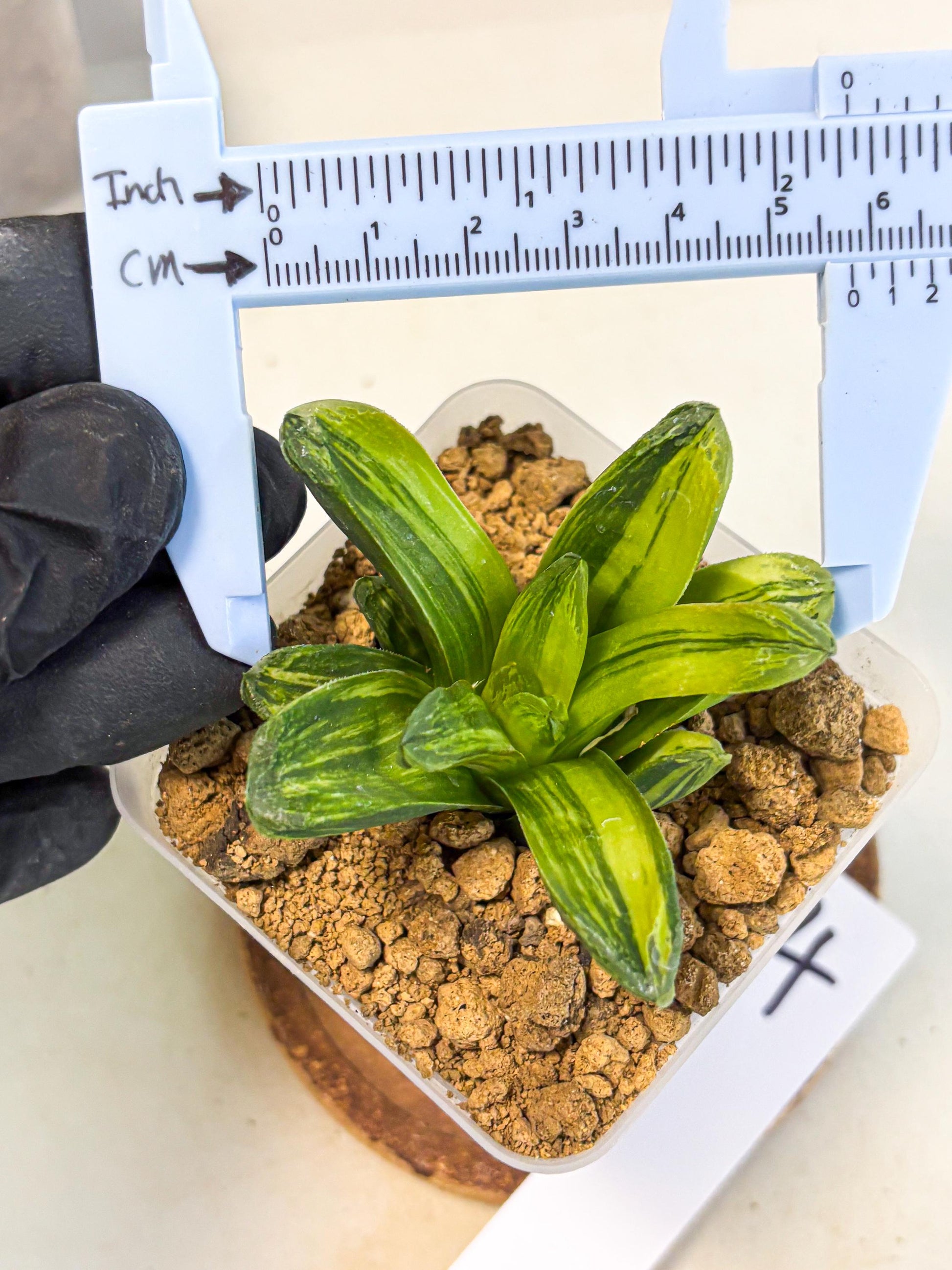 Haworthia Miho Var (wa4) (r4) | Rare Succulent