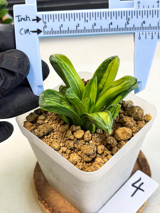 Haworthia Miho Var (wa4) (r4) | Rare Succulent