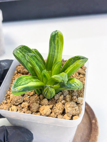 Haworthia Miho Var (wa4) (r4) | Rare Succulent