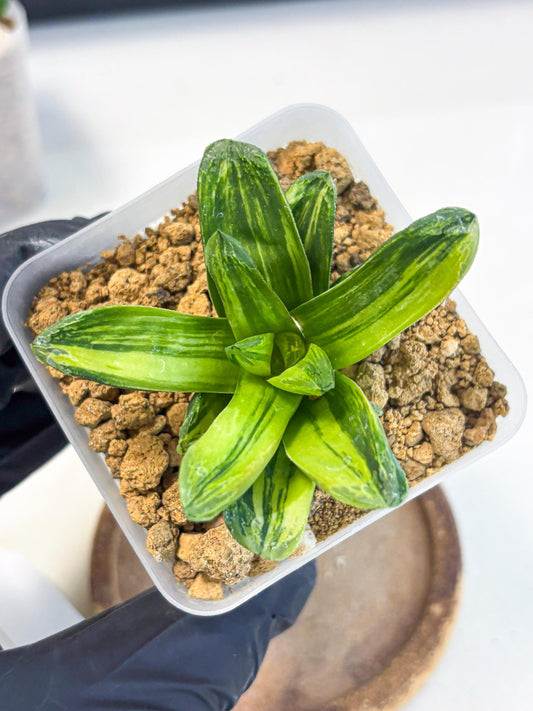 Haworthia Miho Var (wa4) (r4) | Rare Succulent