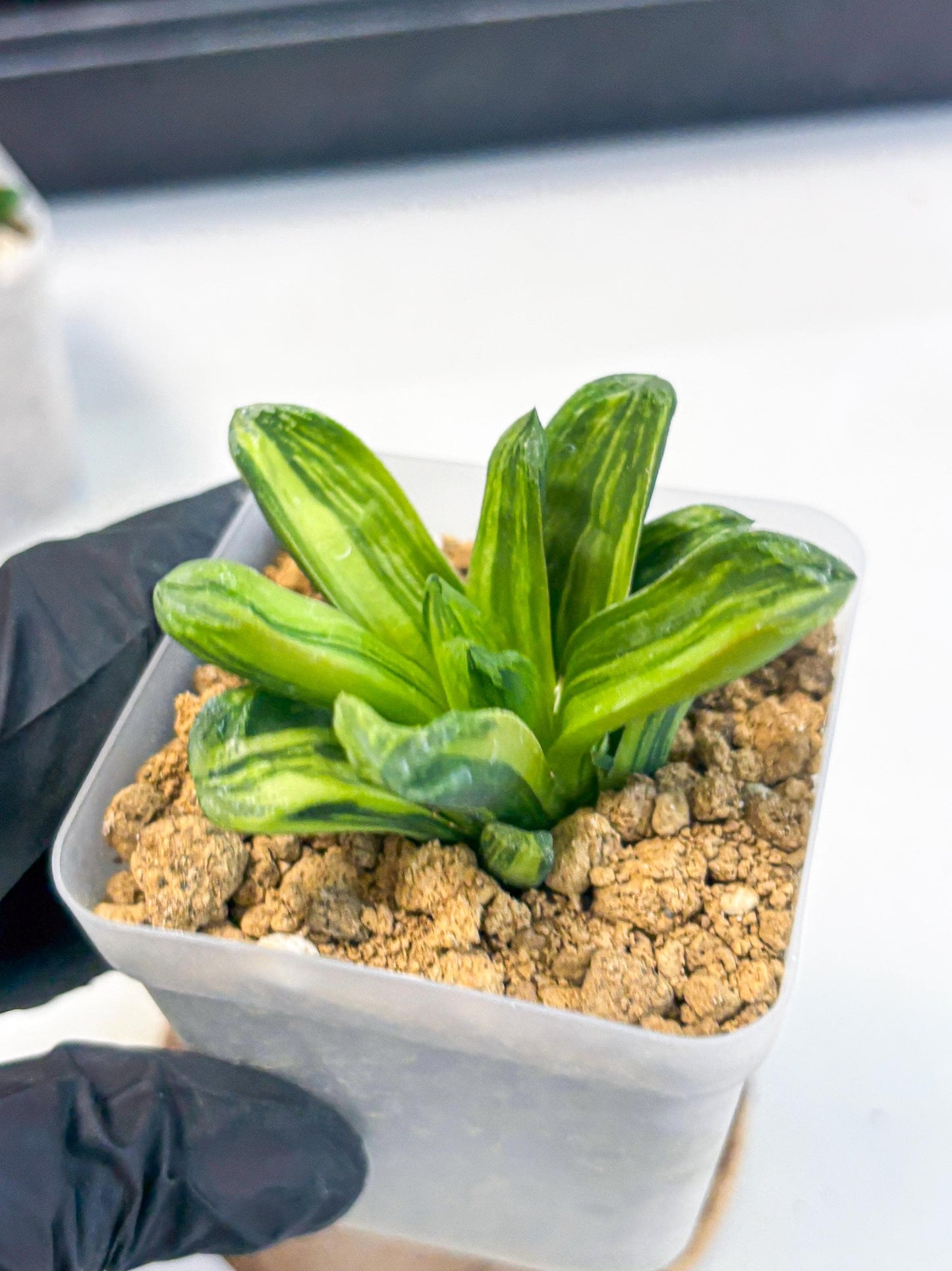 Haworthia Miho Var (wa4) (r4) | Rare Succulent