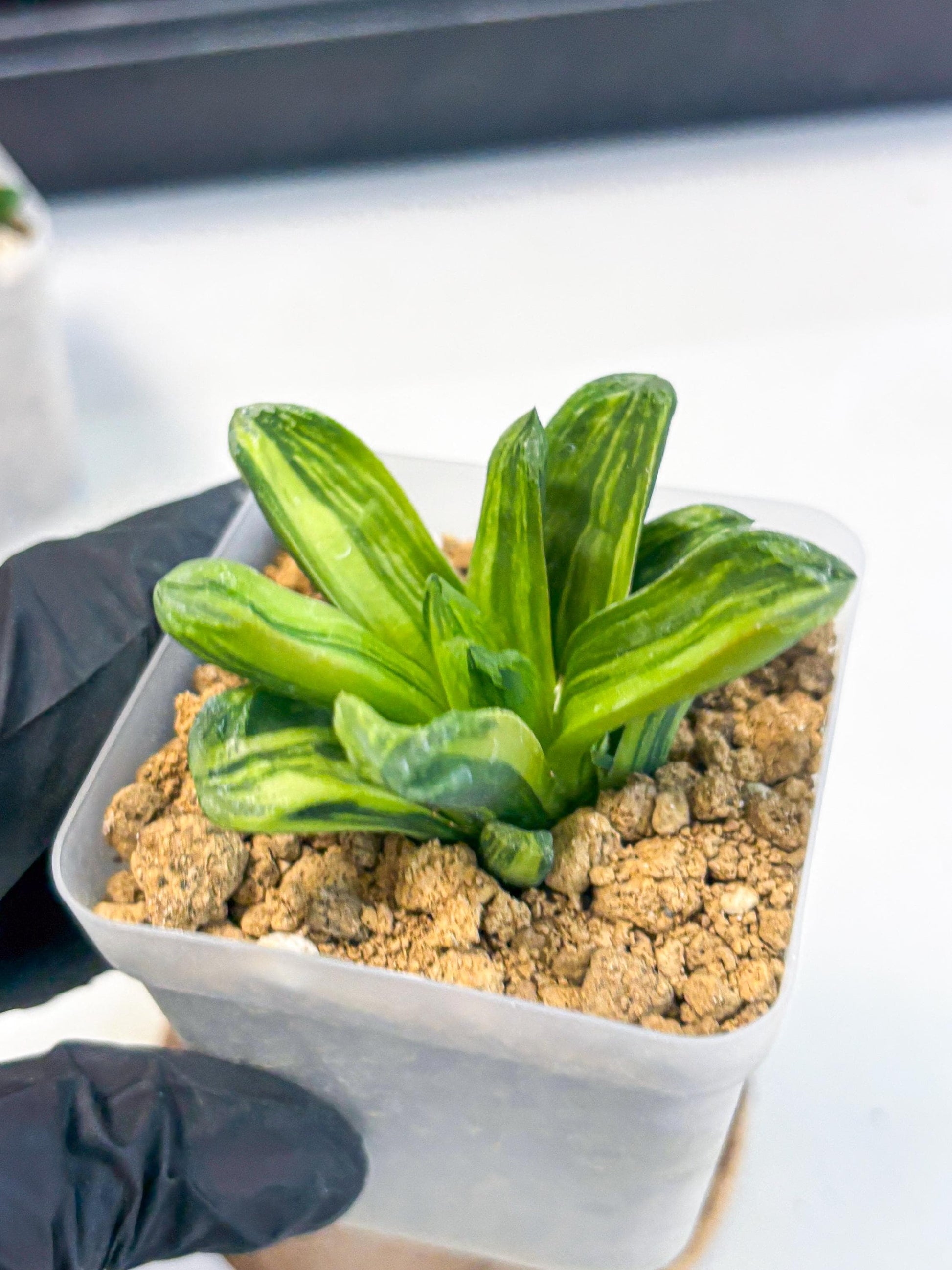 Haworthia Miho Var (wa4) (r4) | Rare Succulent