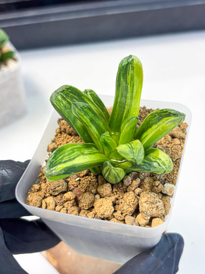 Haworthia Miho Var (wa4) (r4) | Rare Succulent
