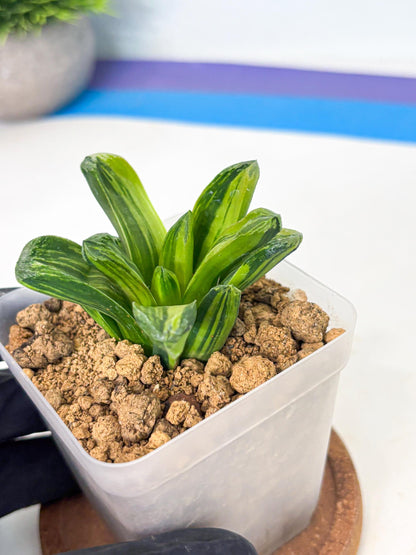 Haworthia Miho Var (wa4) (r4) | Rare Succulent