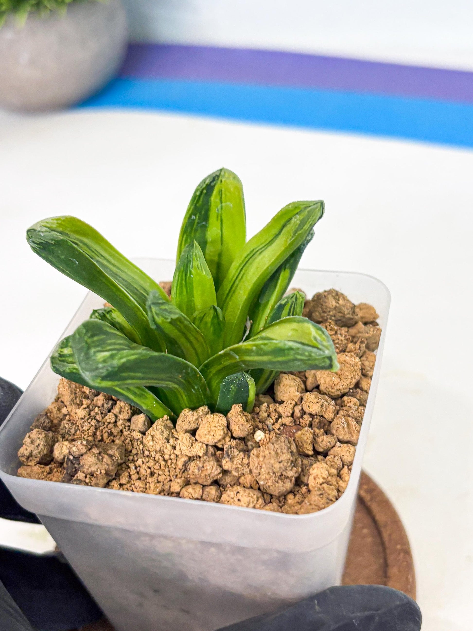 Haworthia Miho Var (wa4) (r4) | Rare Succulent