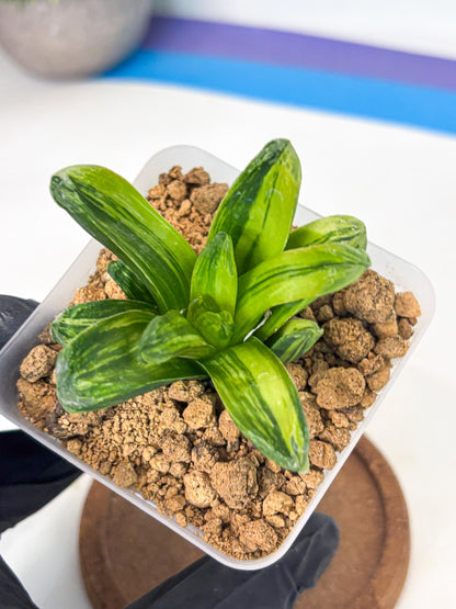 Haworthia Miho Var (wa4) (r4) | Rare Succulent