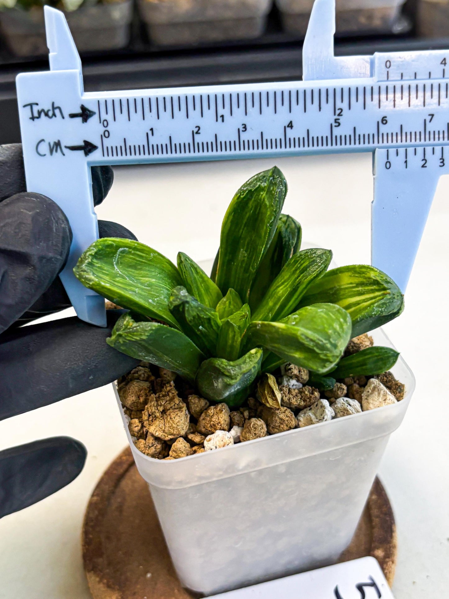 Haworthia Miho Var (wa4) (r5) | Rare Succulent