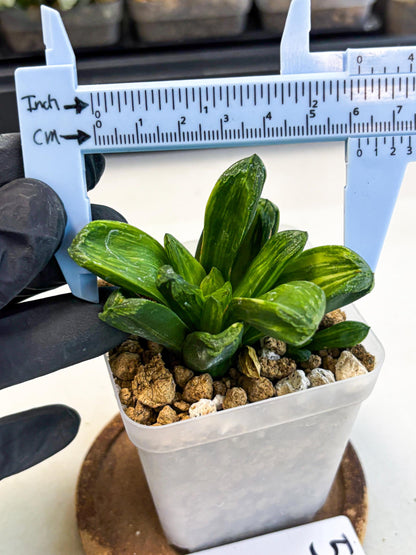 Haworthia Miho Var (wa4) (r5) | Rare Succulent
